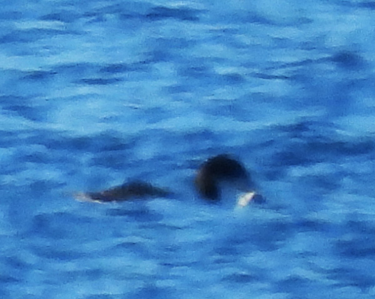 Common Loon - ML645191072