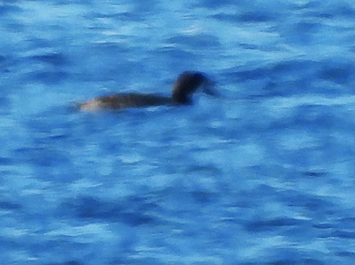 Common Loon - ML645191073