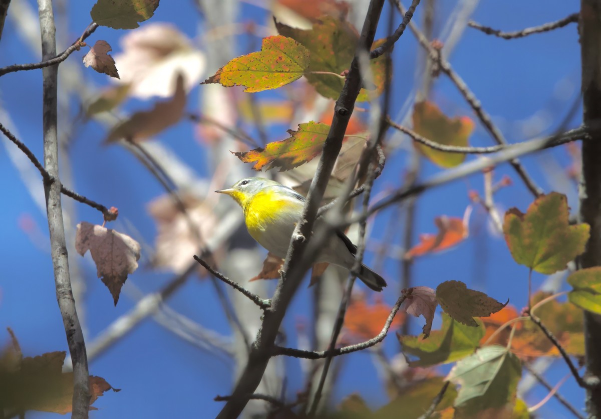 Northern Parula - ML645191136