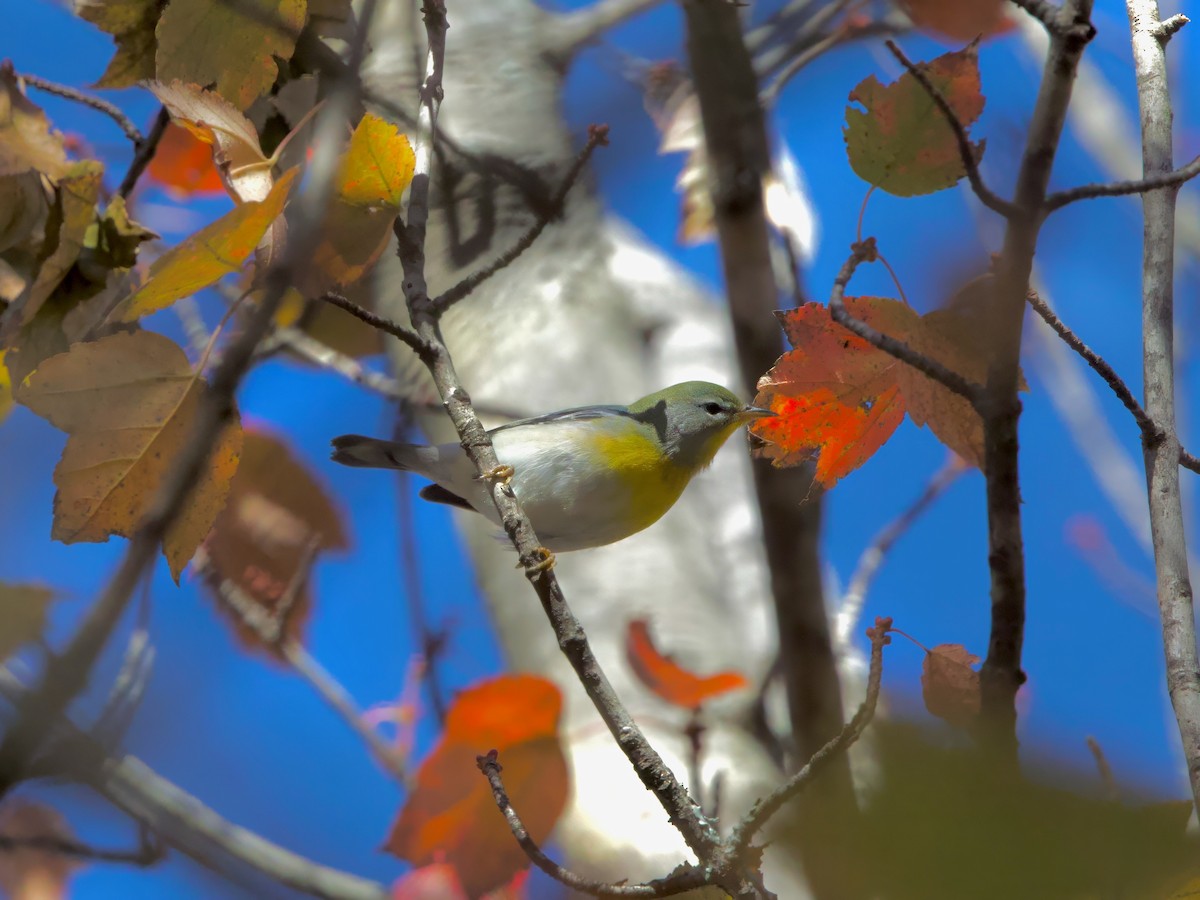 Northern Parula - ML645191144