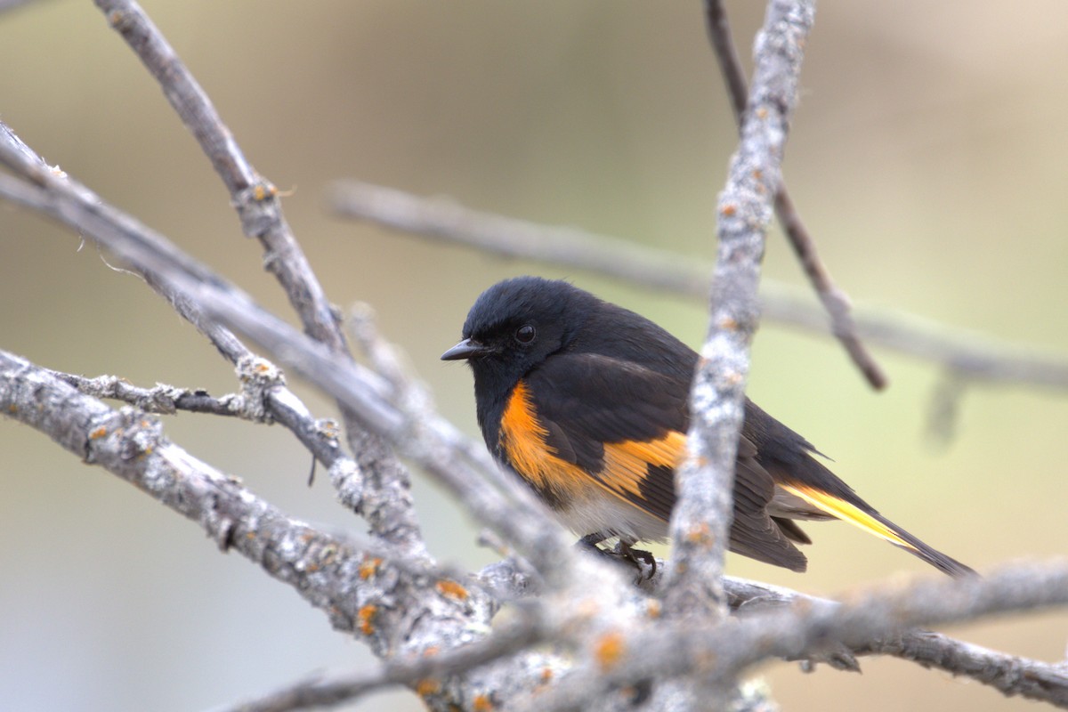 American Redstart - ML645191145