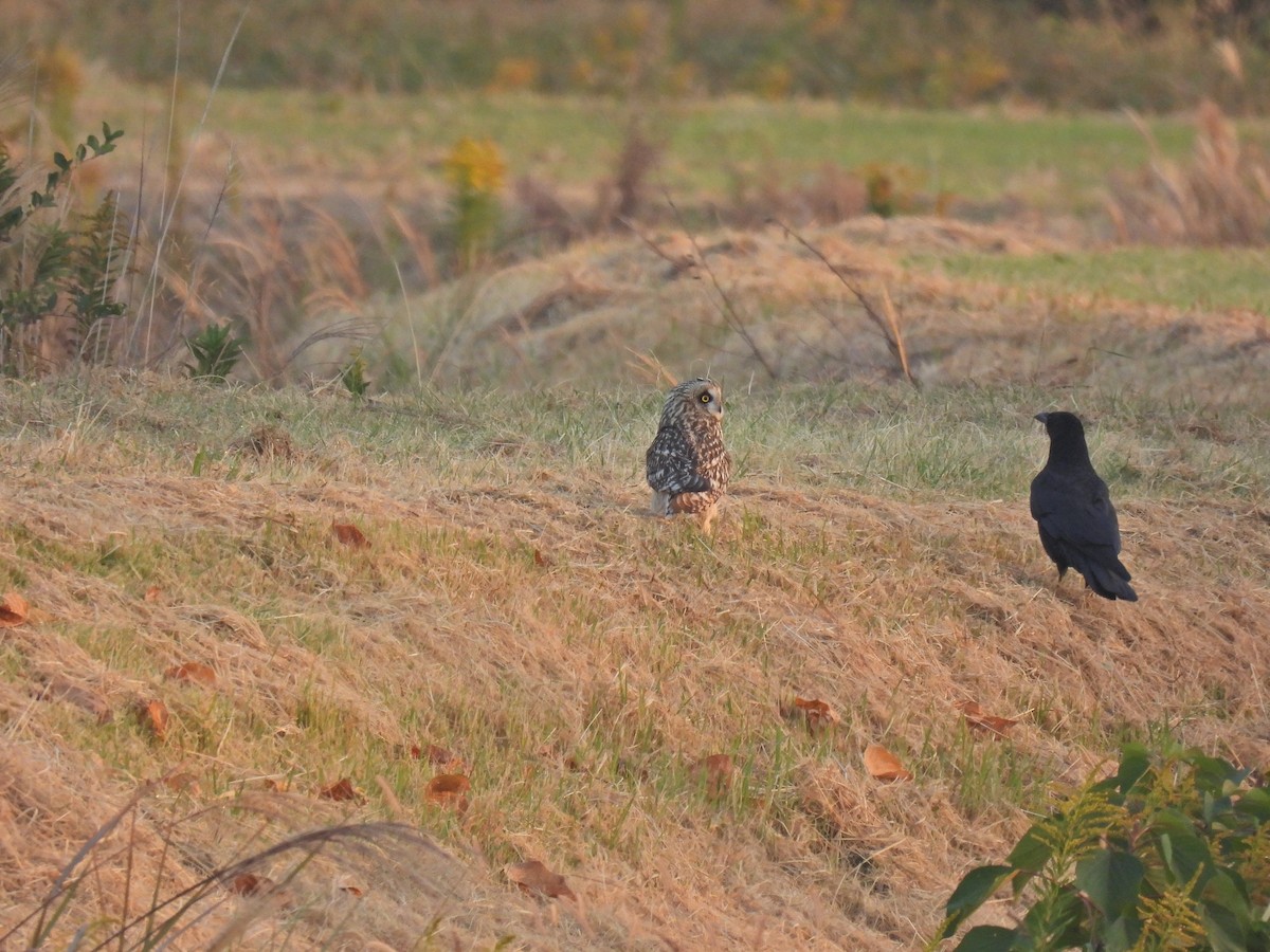 Short-eared Owl - ML645191147
