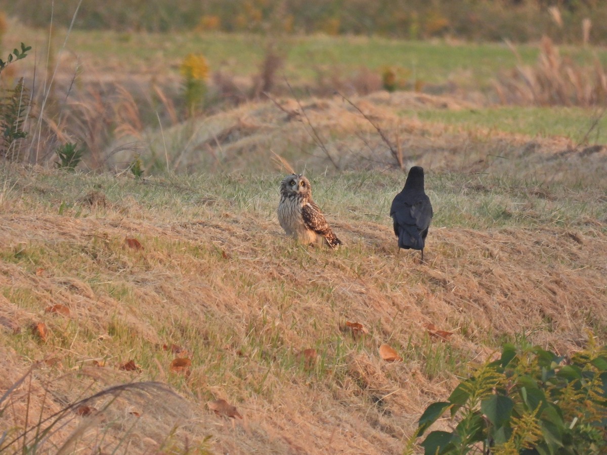 Short-eared Owl - ML645191150