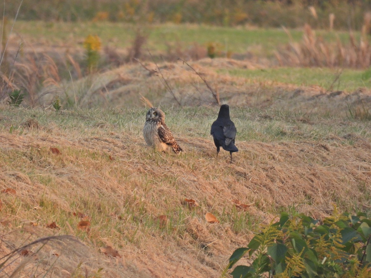 Short-eared Owl - ML645191151