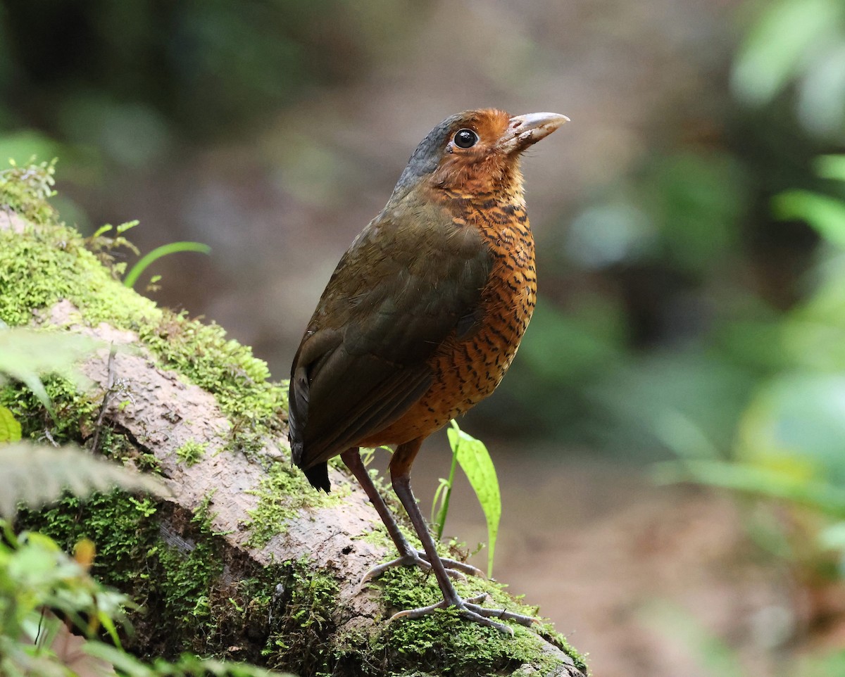 オニジアリドリ - ML645191153