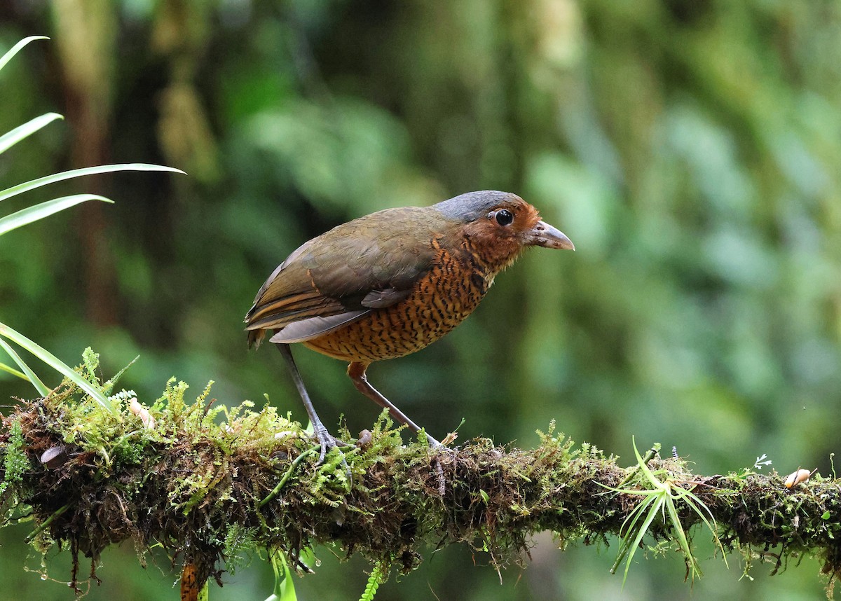 オニジアリドリ - ML645191157