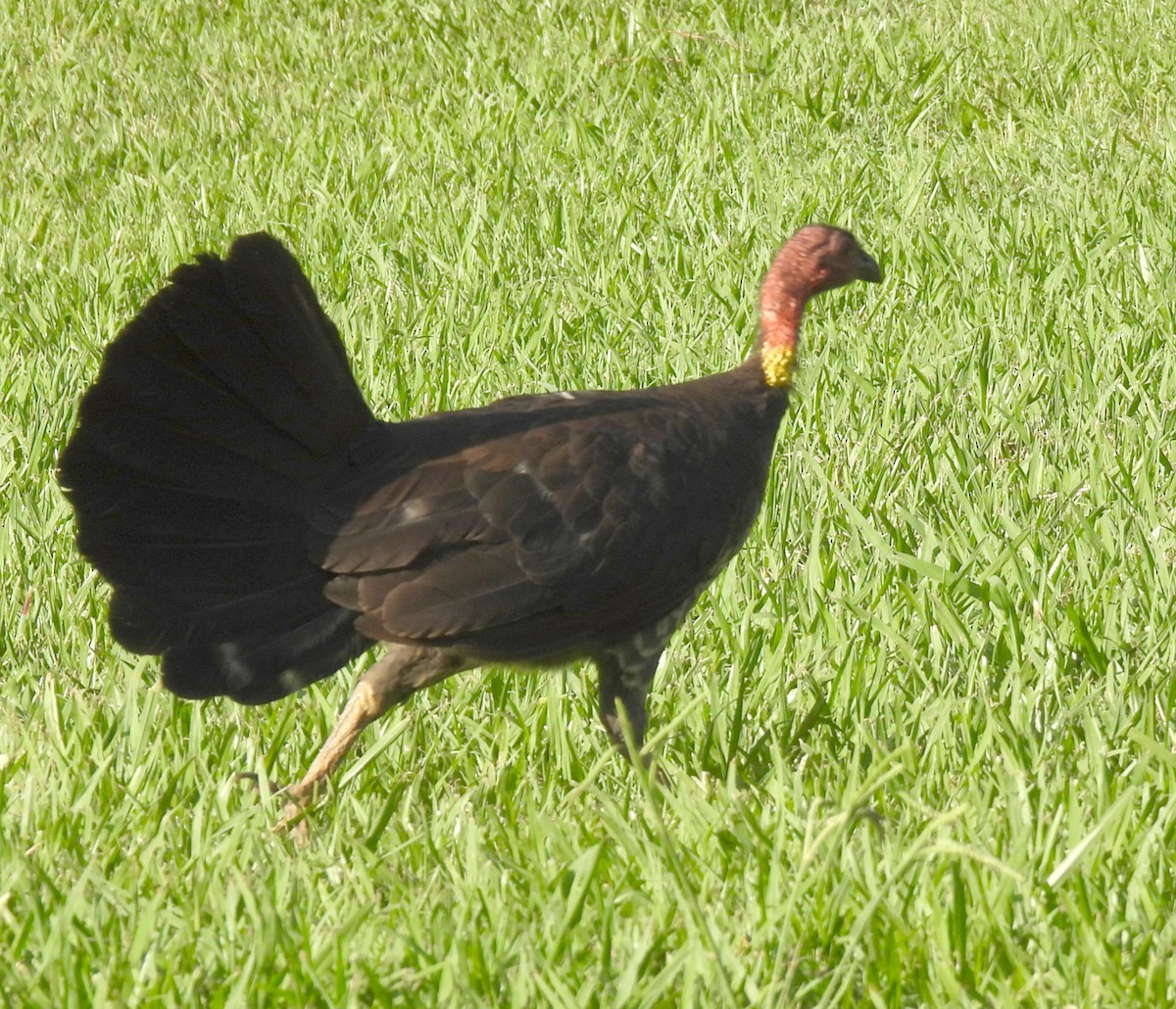 Australian Brushturkey (Yellow-pouched) - ML645191162