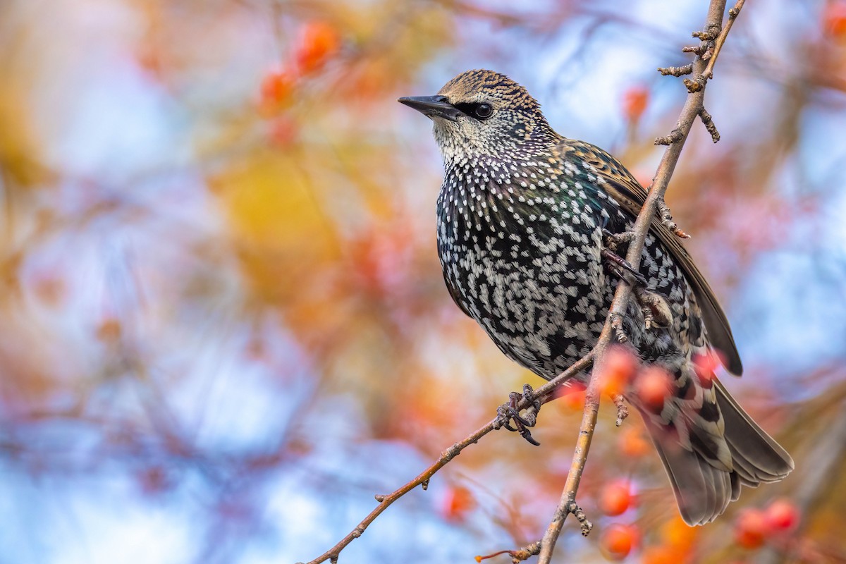 Storno - ML645191177