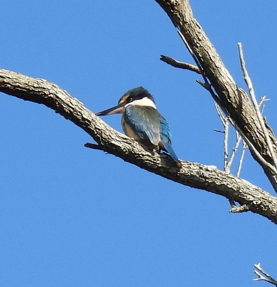 Sacred Kingfisher (Australasian) - ML645191178