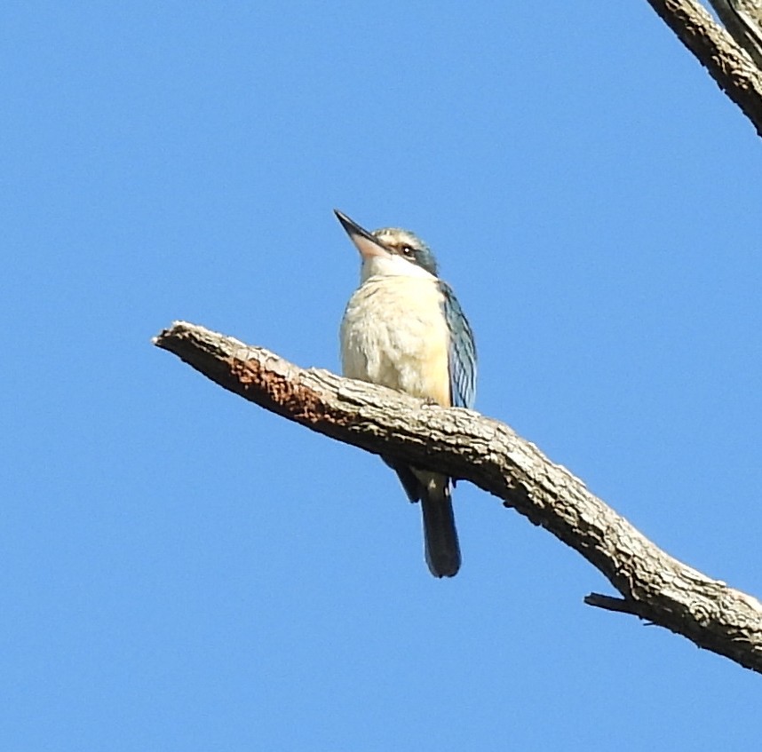 Sacred Kingfisher (Australasian) - ML645191179
