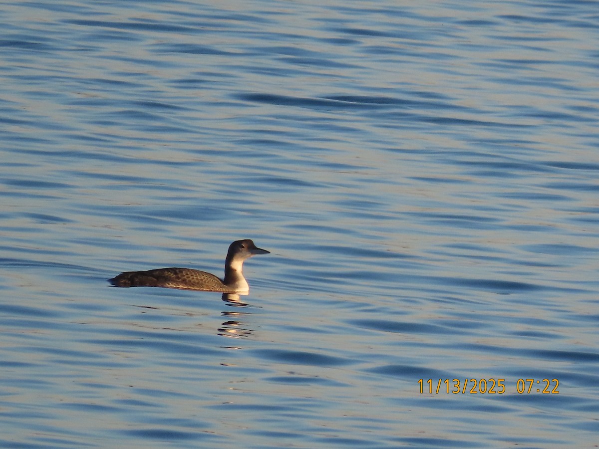 Common Loon - ML645191199