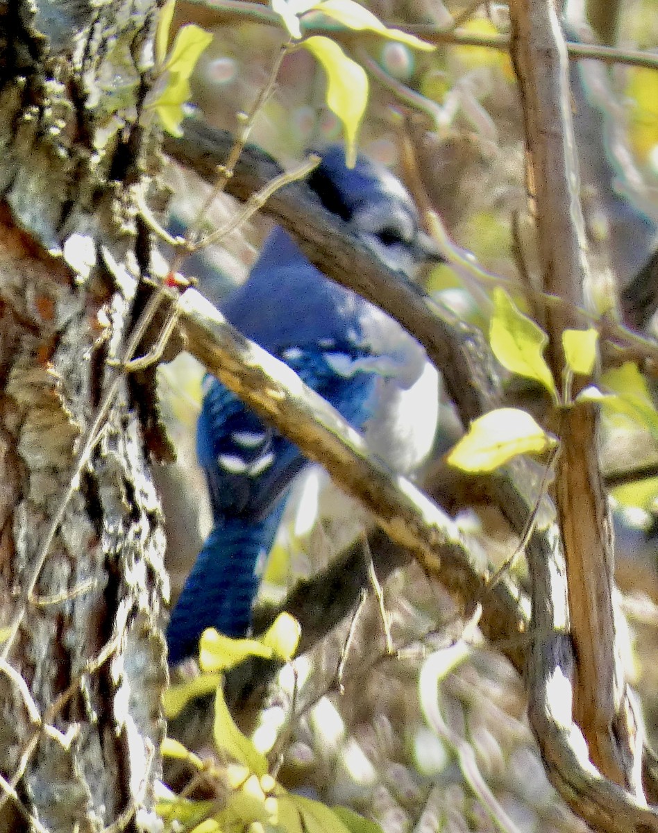 Geai bleu - ML645191201