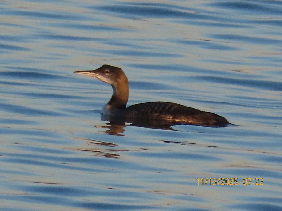 Common Loon - ML645191208