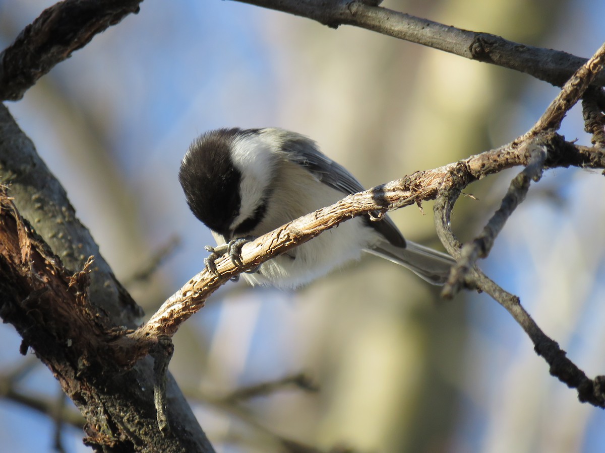 Гаїчка світлокрила - ML645191211