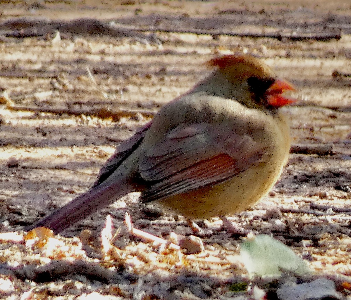 Northern Cardinal - ML645191213