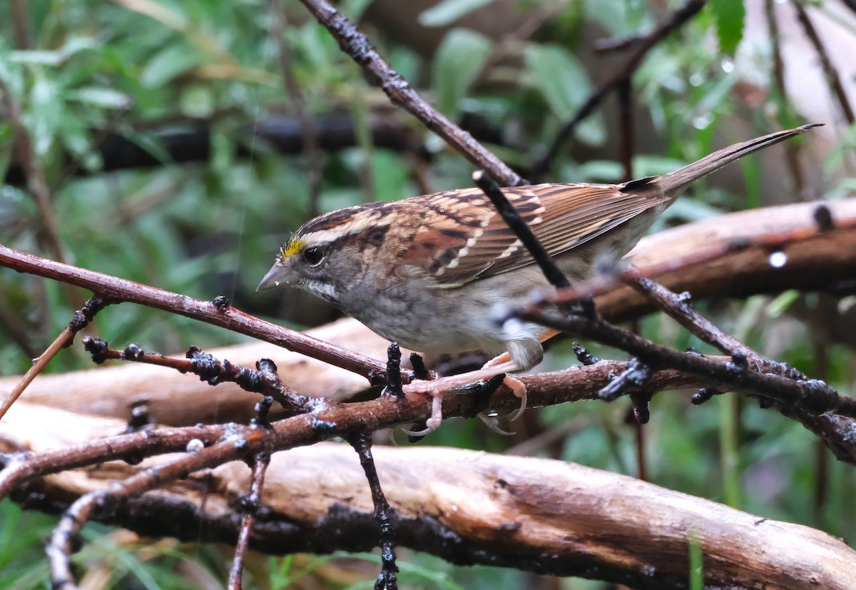 White-throated Sparrow - ML645191223