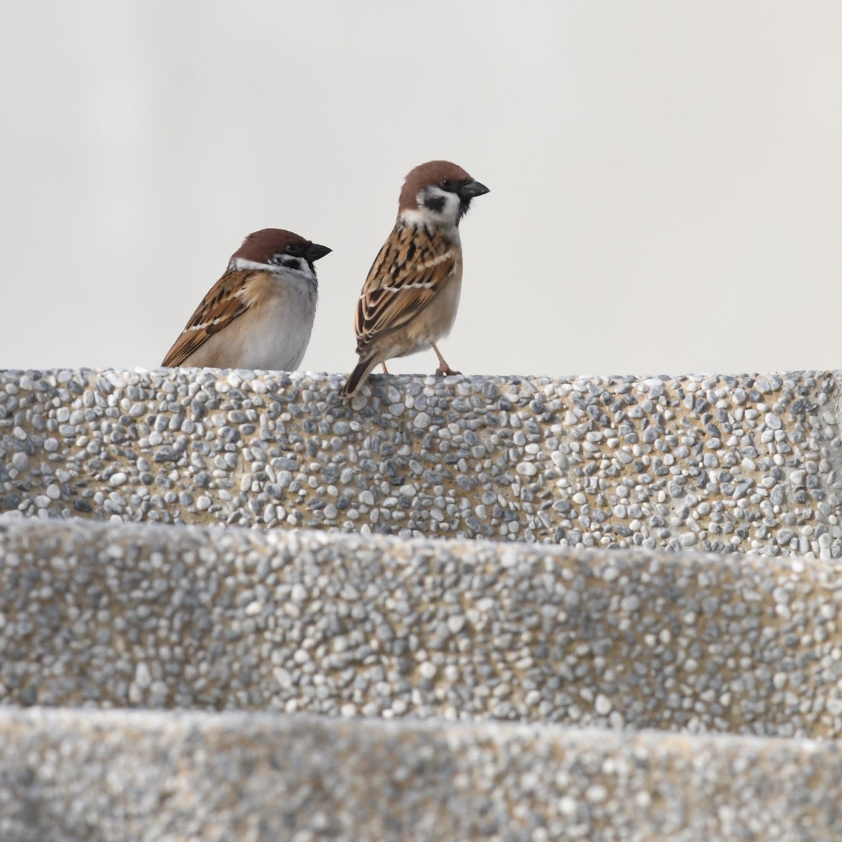 Gorrión Molinero - ML645191230