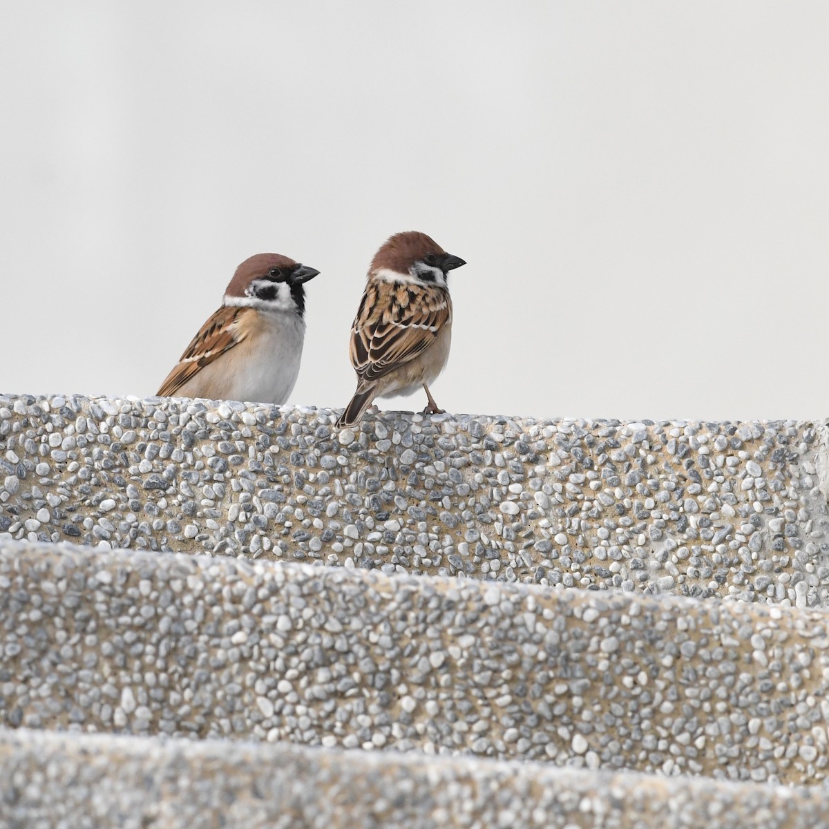 Gorrión Molinero - ML645191231