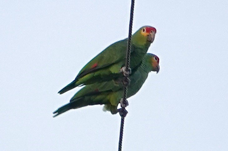 Red-crowned x Red-lored Amazon (hybrid) - ML645191235