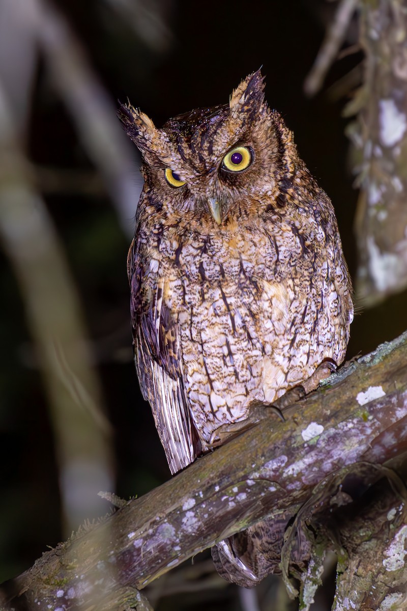 Long-tufted Screech-Owl - ML645191260