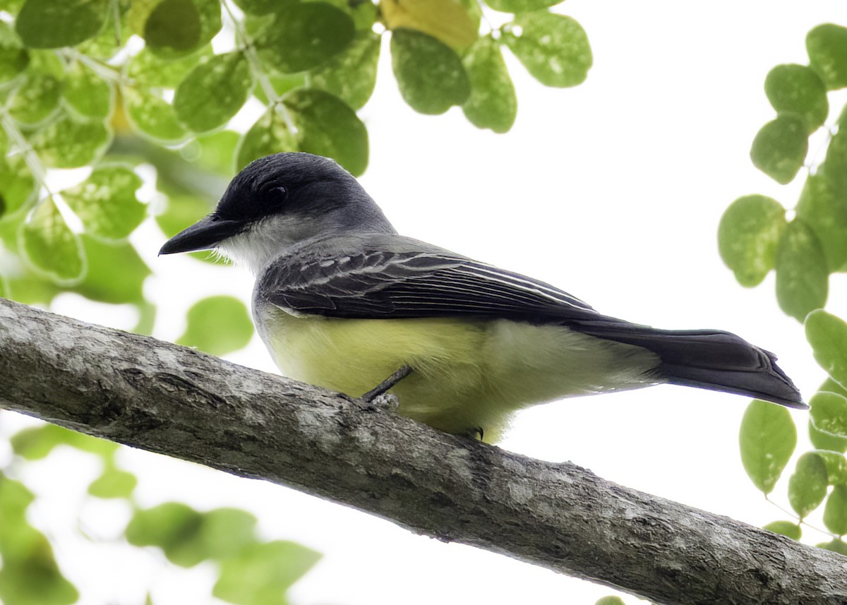 Snowy-throated Kingbird - ML645191270