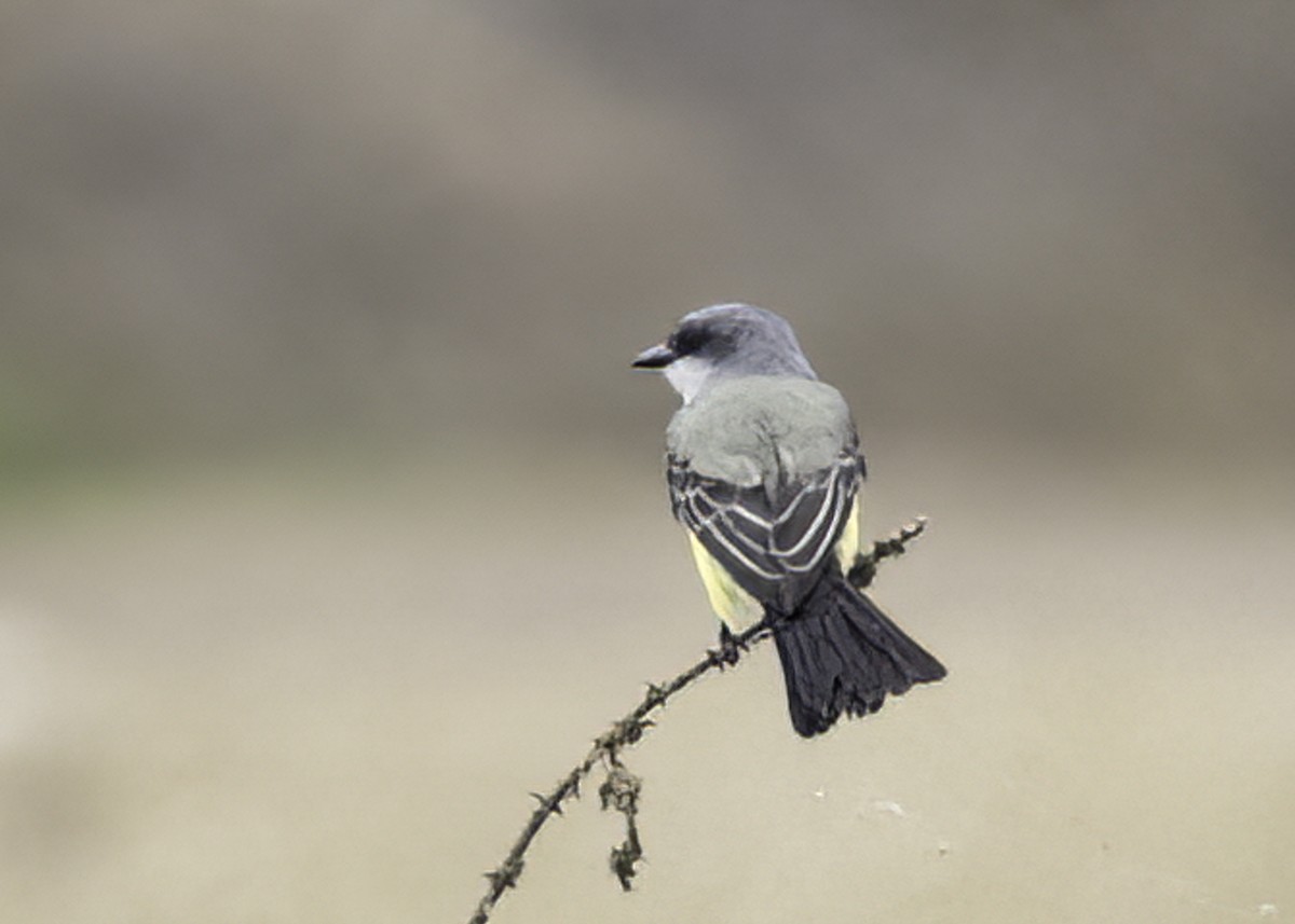 Snowy-throated Kingbird - ML645191276