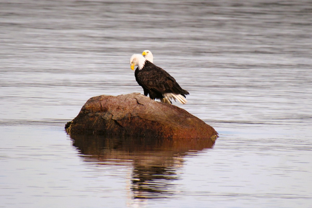 Bald Eagle - ML645191279