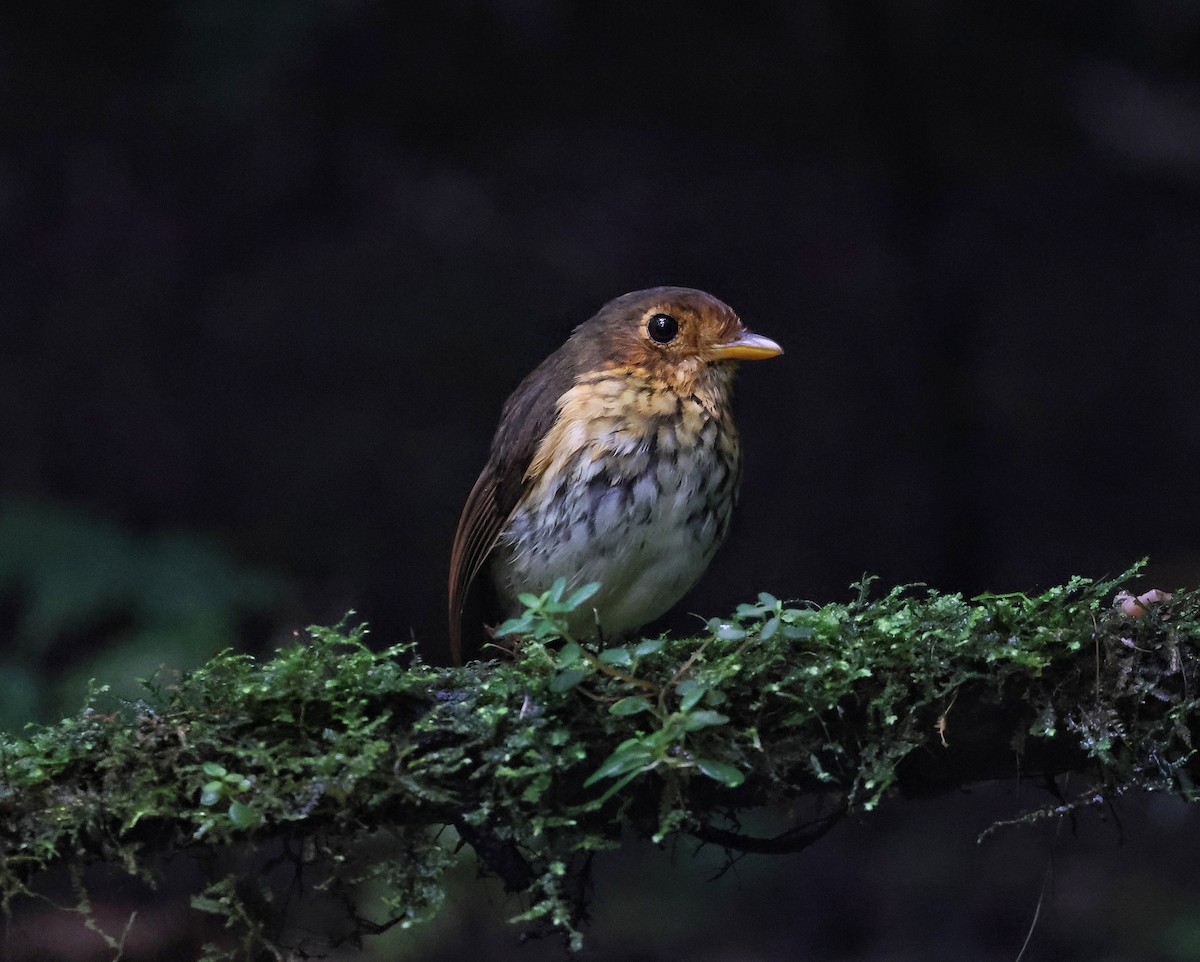 Ochre-breasted Antpitta - ML645191285
