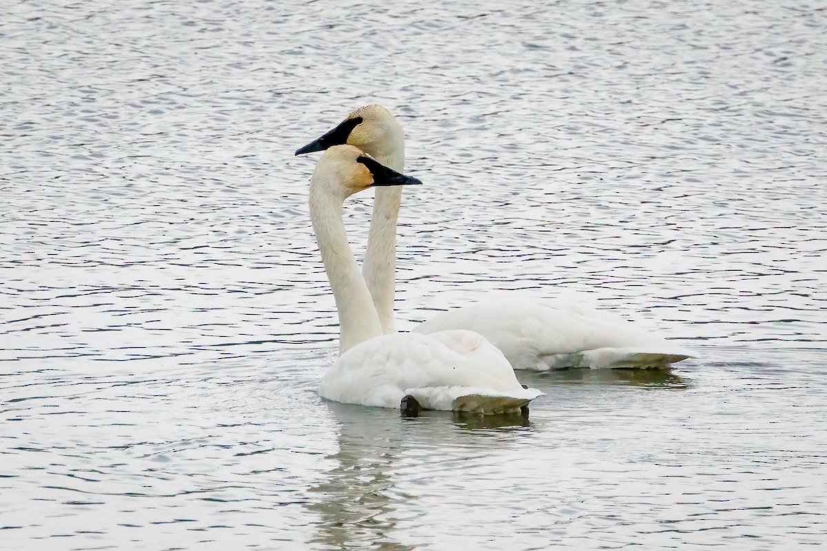 Trumpeter Swan - ML645191297