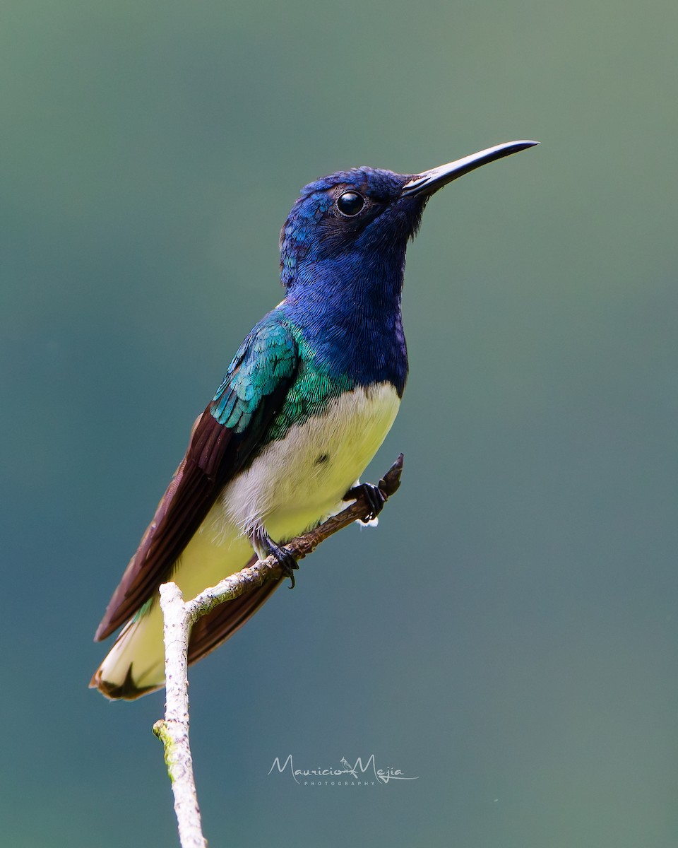 White-necked Jacobin - ML645191299