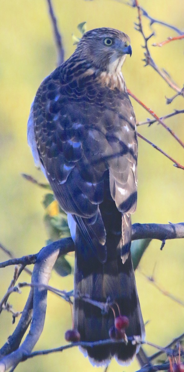 Cooper's Hawk - ML645191300