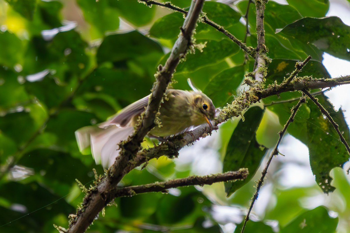 Oustalet's Tyrannulet - ML645191304