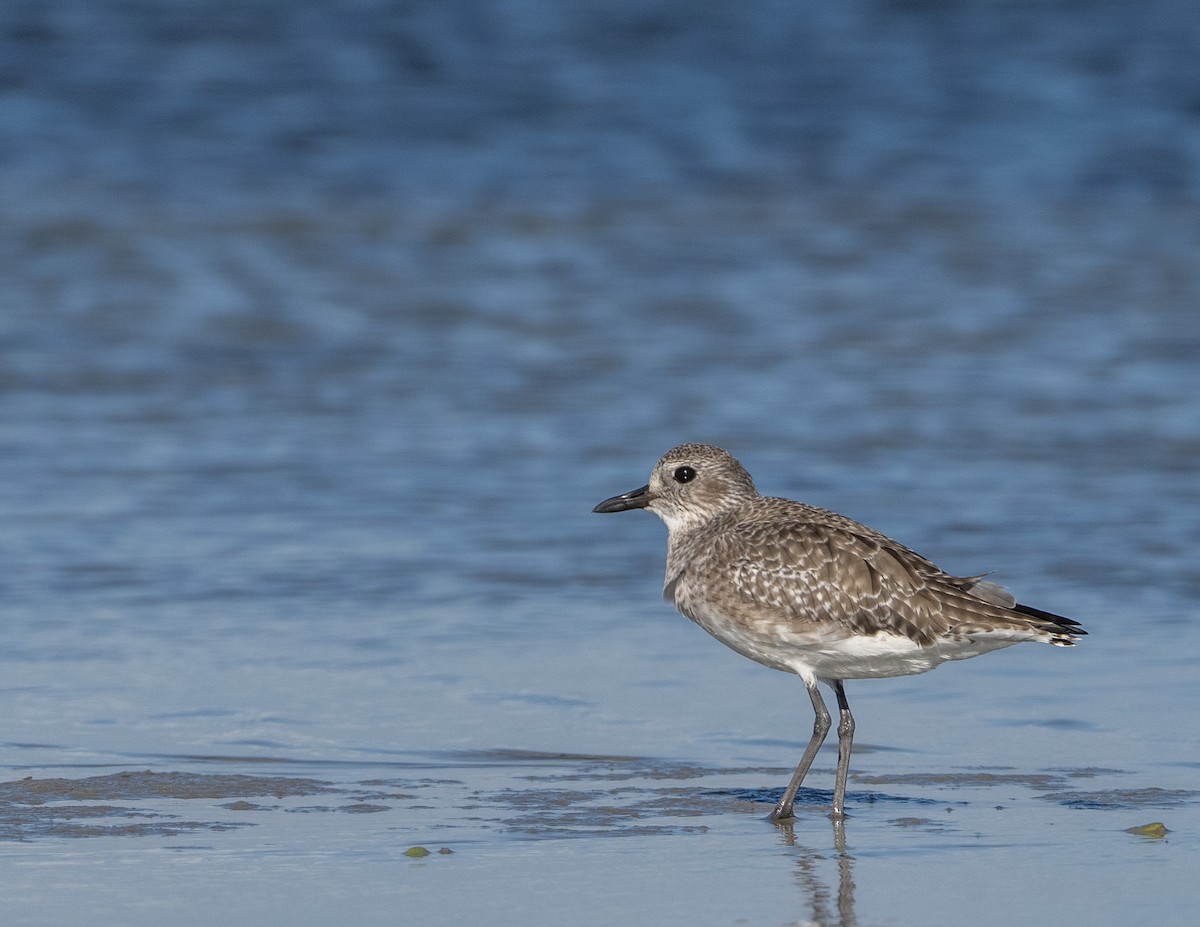 Black-bellied Plover - ML645191320