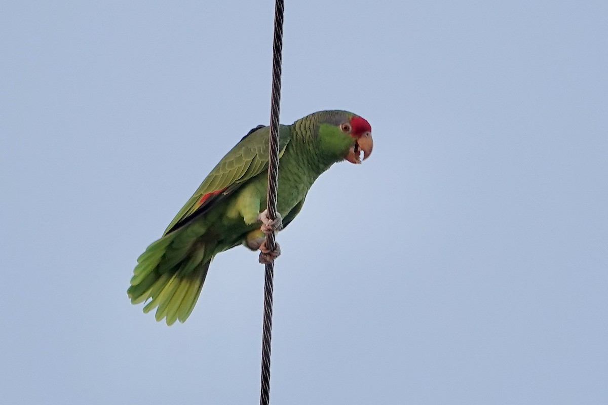 Red-crowned Amazon - ML645191330