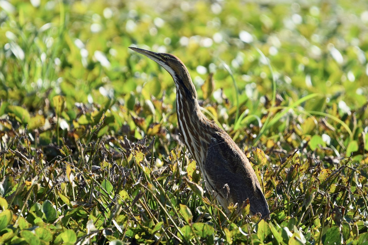 Бугай американський - ML645191332