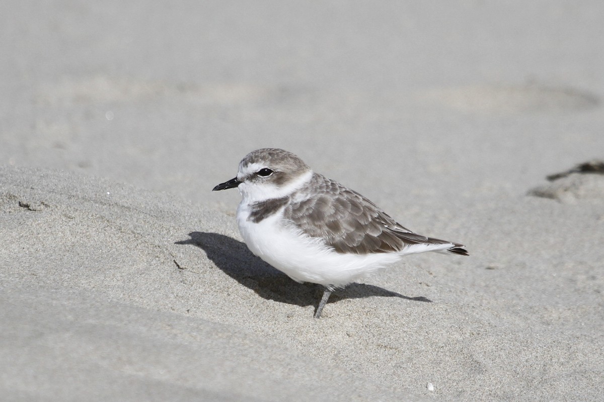 Snowy Plover - ML645191334