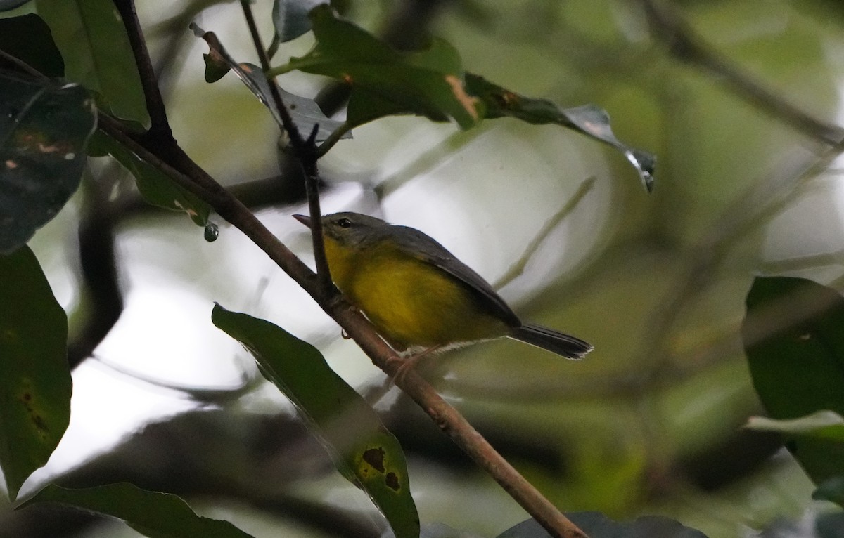 Golden-crowned Warbler - ML645191342