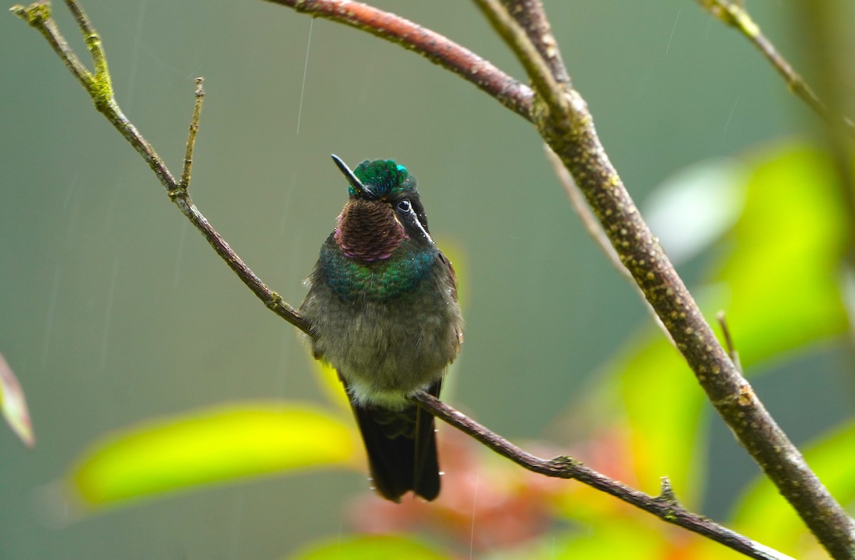Purple-throated Mountain-gem - ML645191345