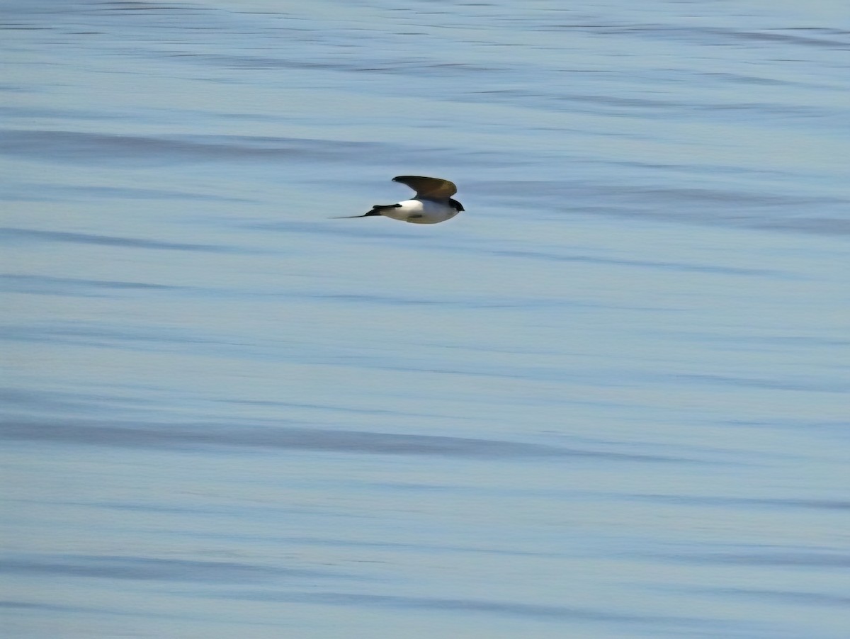 Hirondelle à diadème - ML645191353