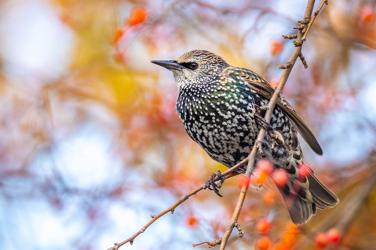 Storno - ML645191416