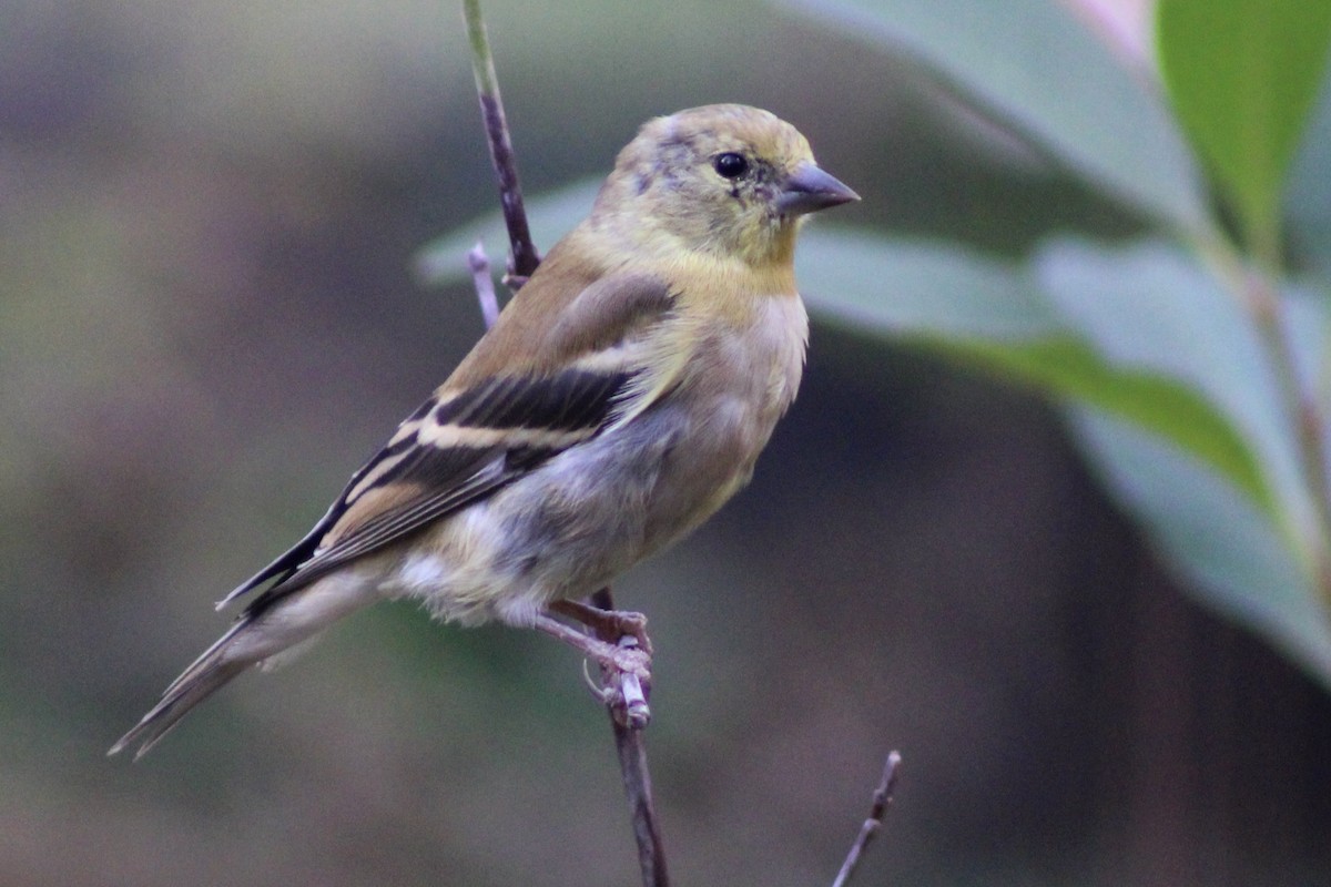 American Goldfinch - ML645191417
