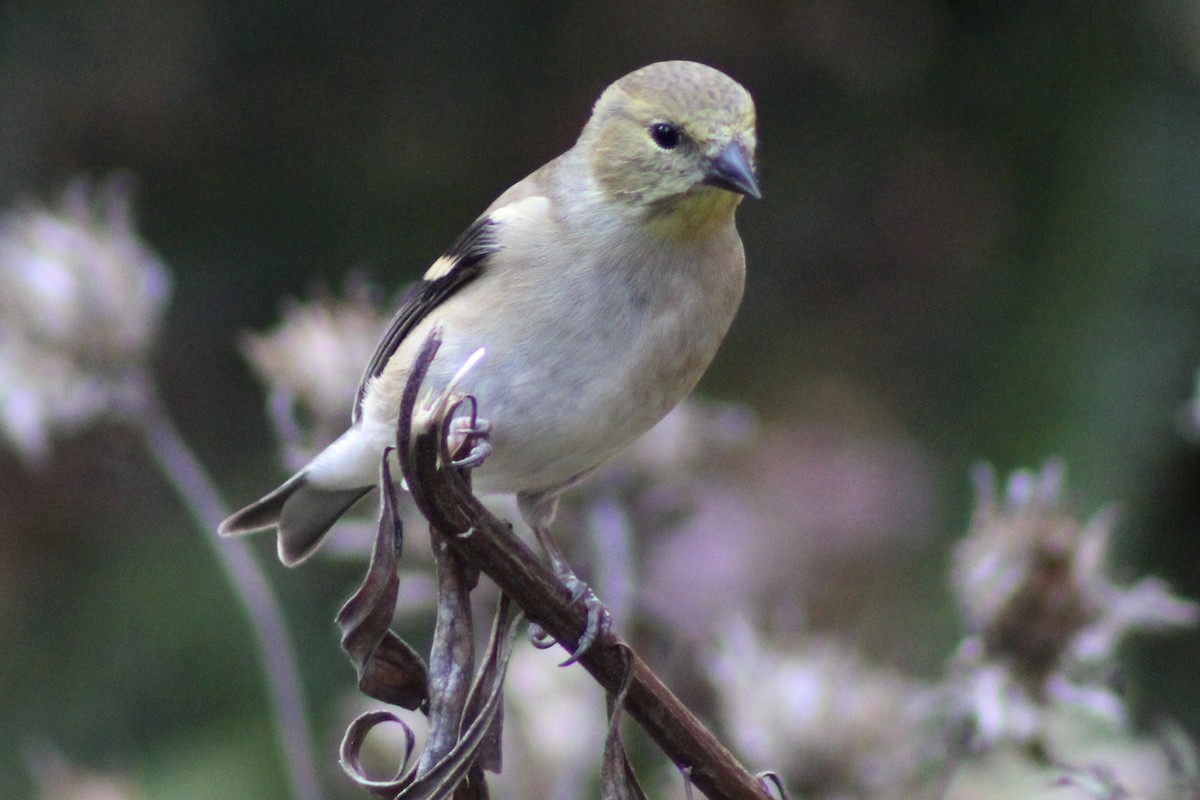 American Goldfinch - ML645191426