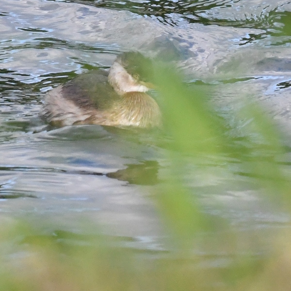 Little Grebe - ML645191428