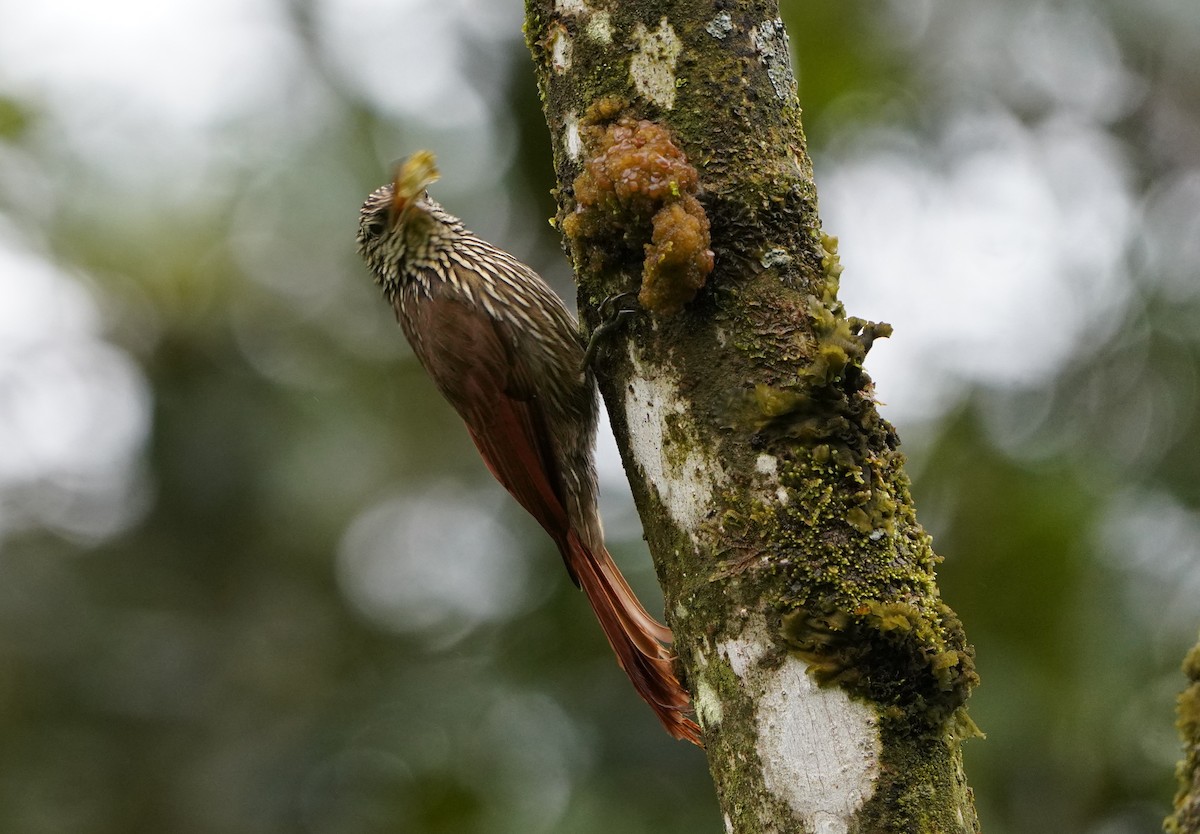 Streak-headed Woodcreeper - ML645191438
