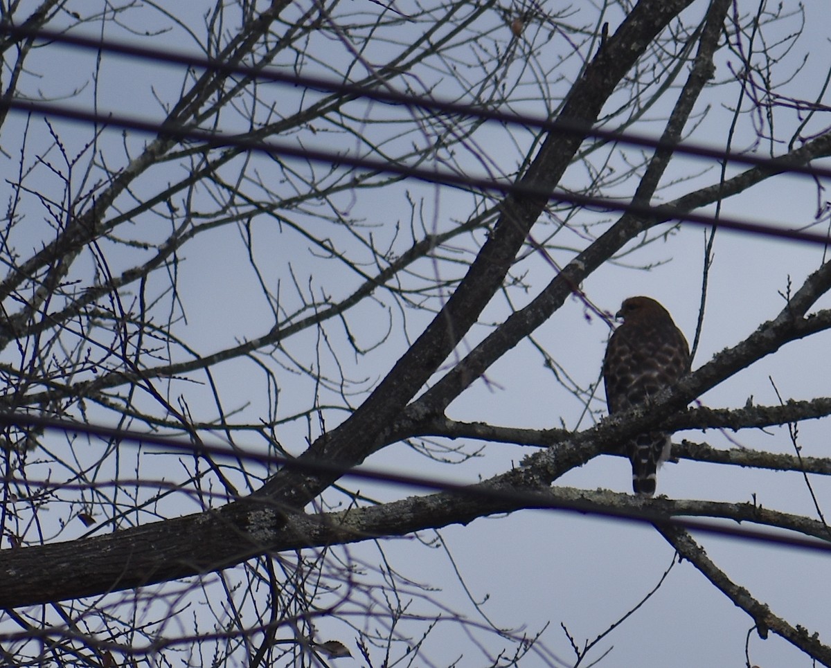 Red-shouldered Hawk - ML645191445