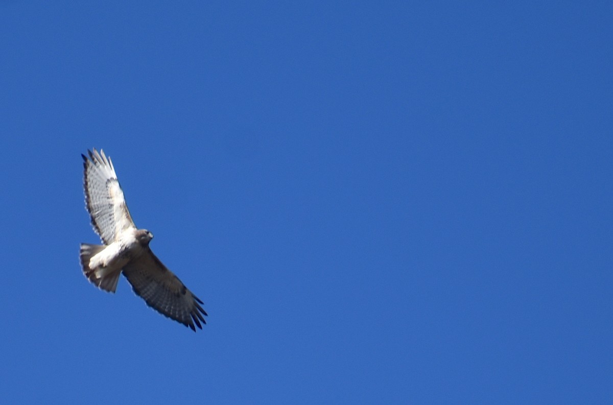 Red-tailed Hawk - ML645191448
