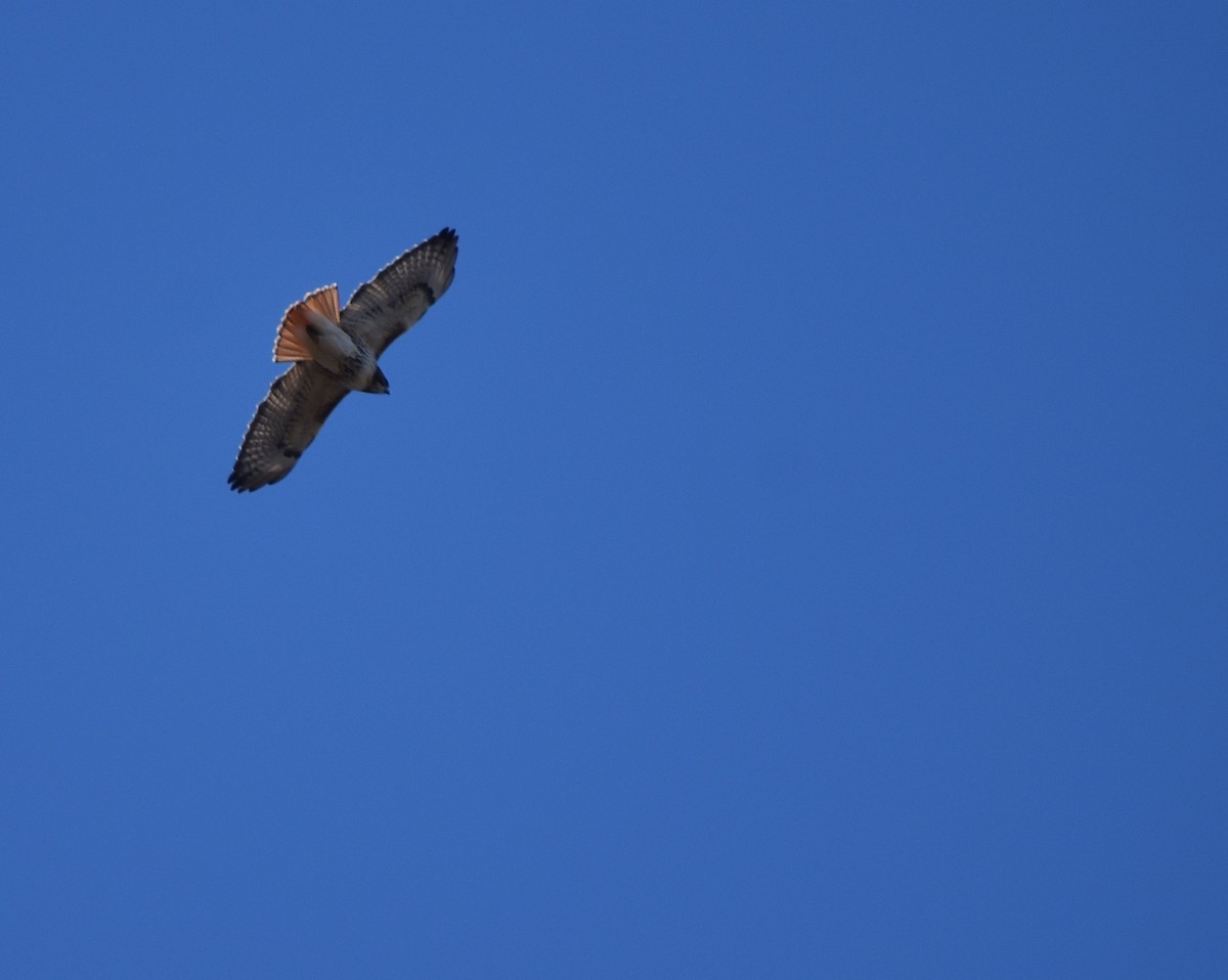 Red-tailed Hawk - ML645191450
