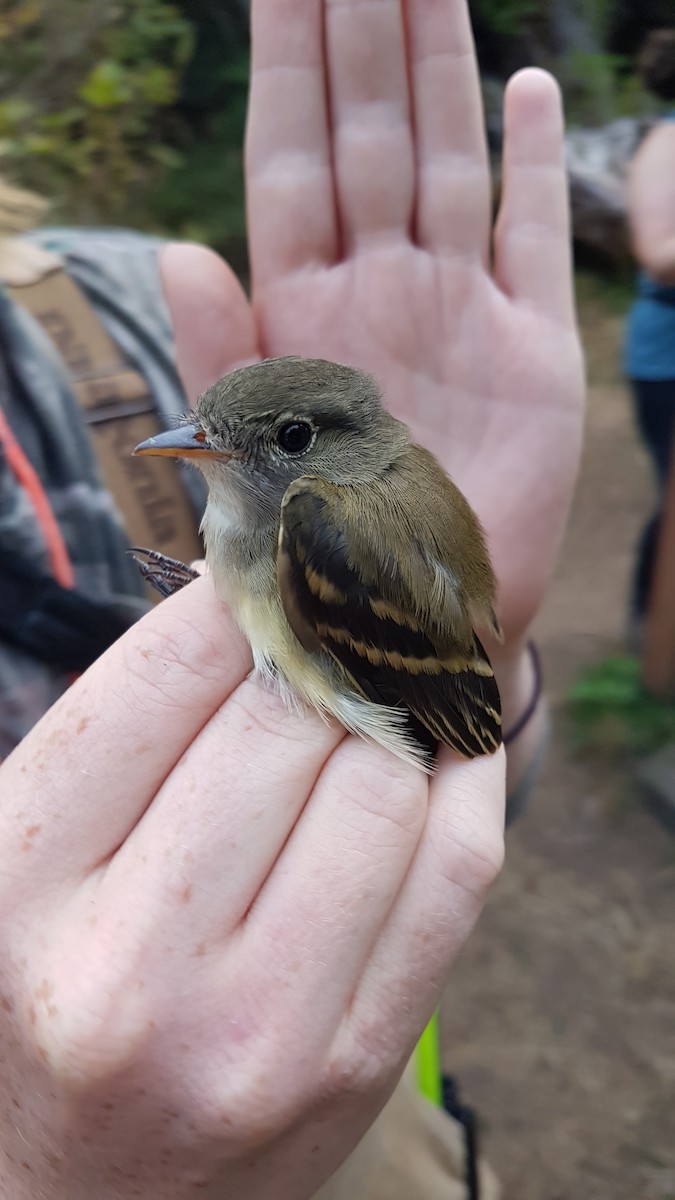 Alder Flycatcher - ML645191451