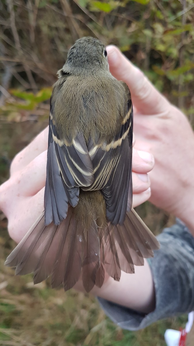 Alder Flycatcher - ML645191452