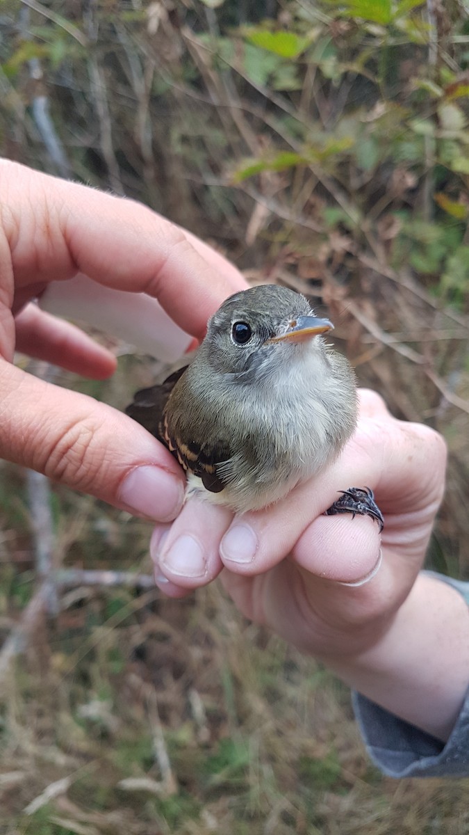 Alder Flycatcher - ML645191453